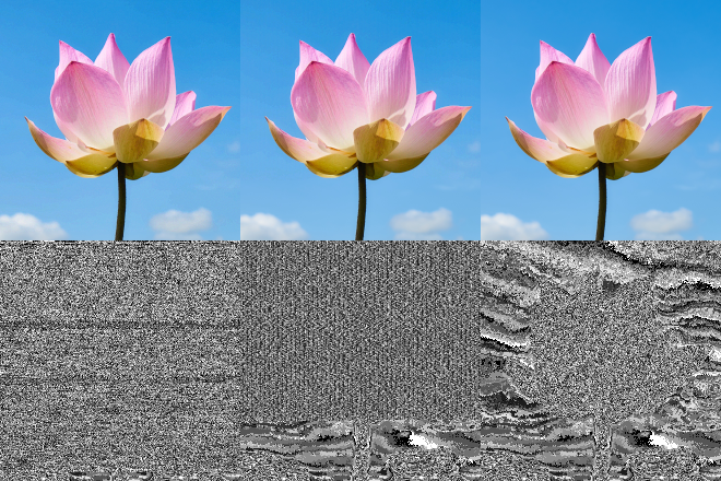 A grid of three flower images on top of three black-and-white noisy images.