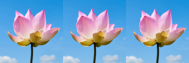 Three almost-identical images of a pink flower against the blue sky
